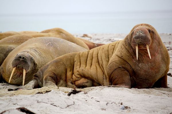 Sealions